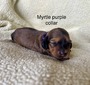 Myrtle