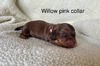 Willow
