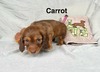 Carrot
