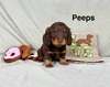 Peeps